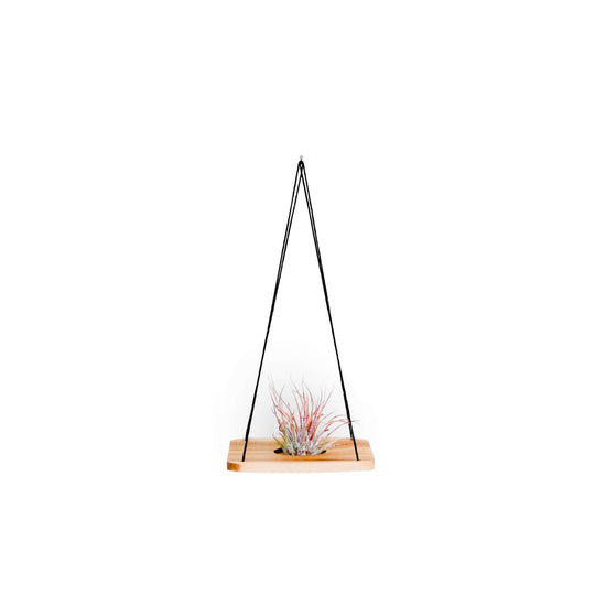 Eco-friendly hanging Maple Air Plant Swing