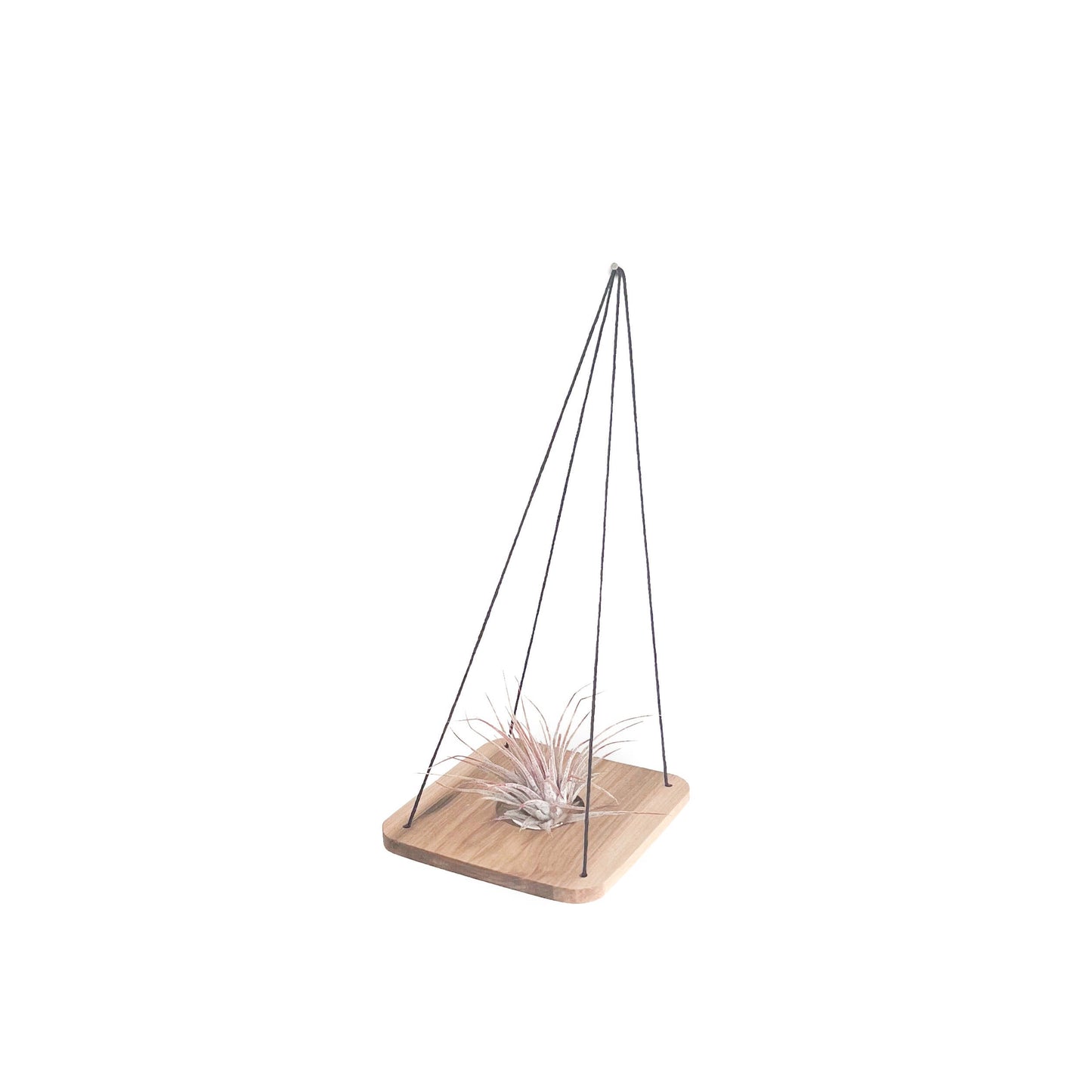 Eco-friendly hanging Maple Air Plant Swing