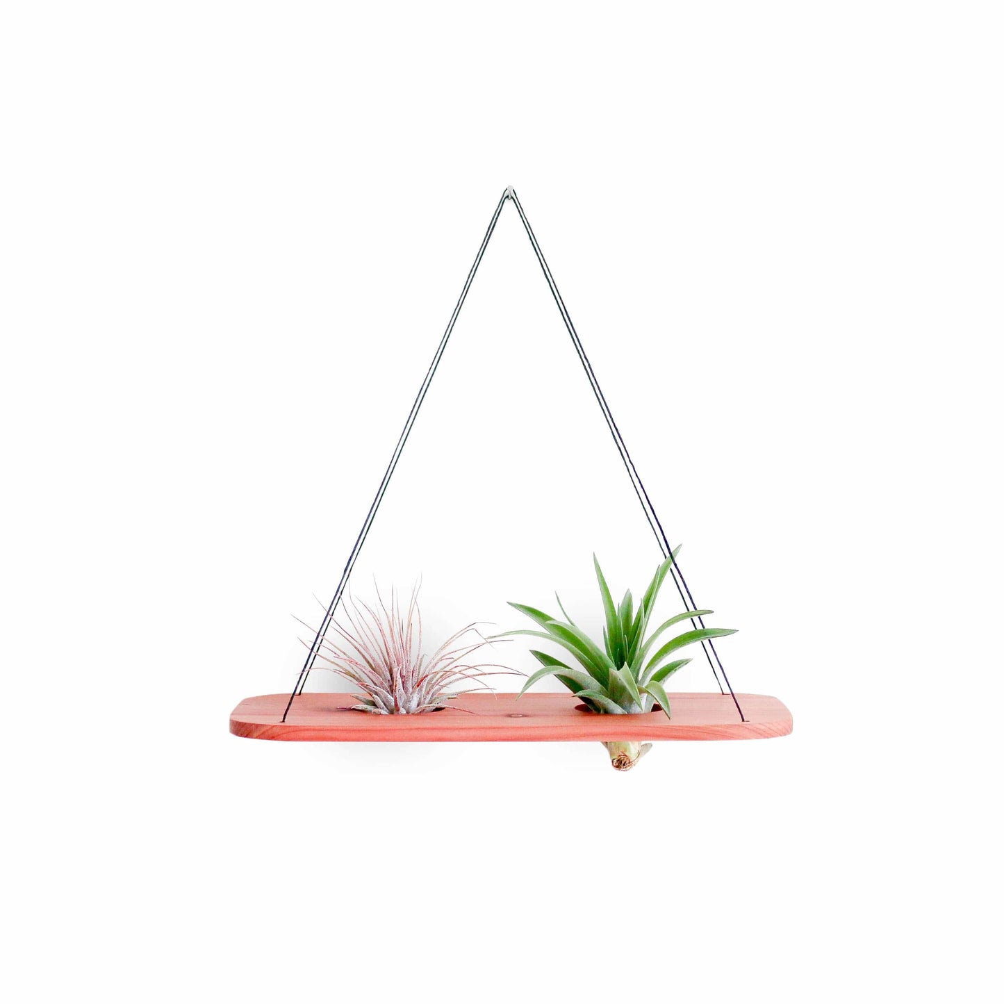 cedar hanging planter Cedar Air Plant Swing Medium