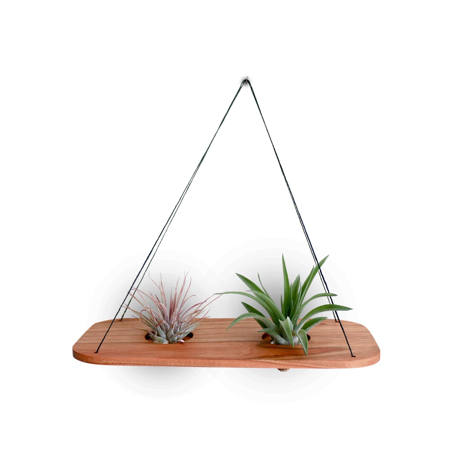 wood air plant wall hanging Cherry Air Plant Swing Medium