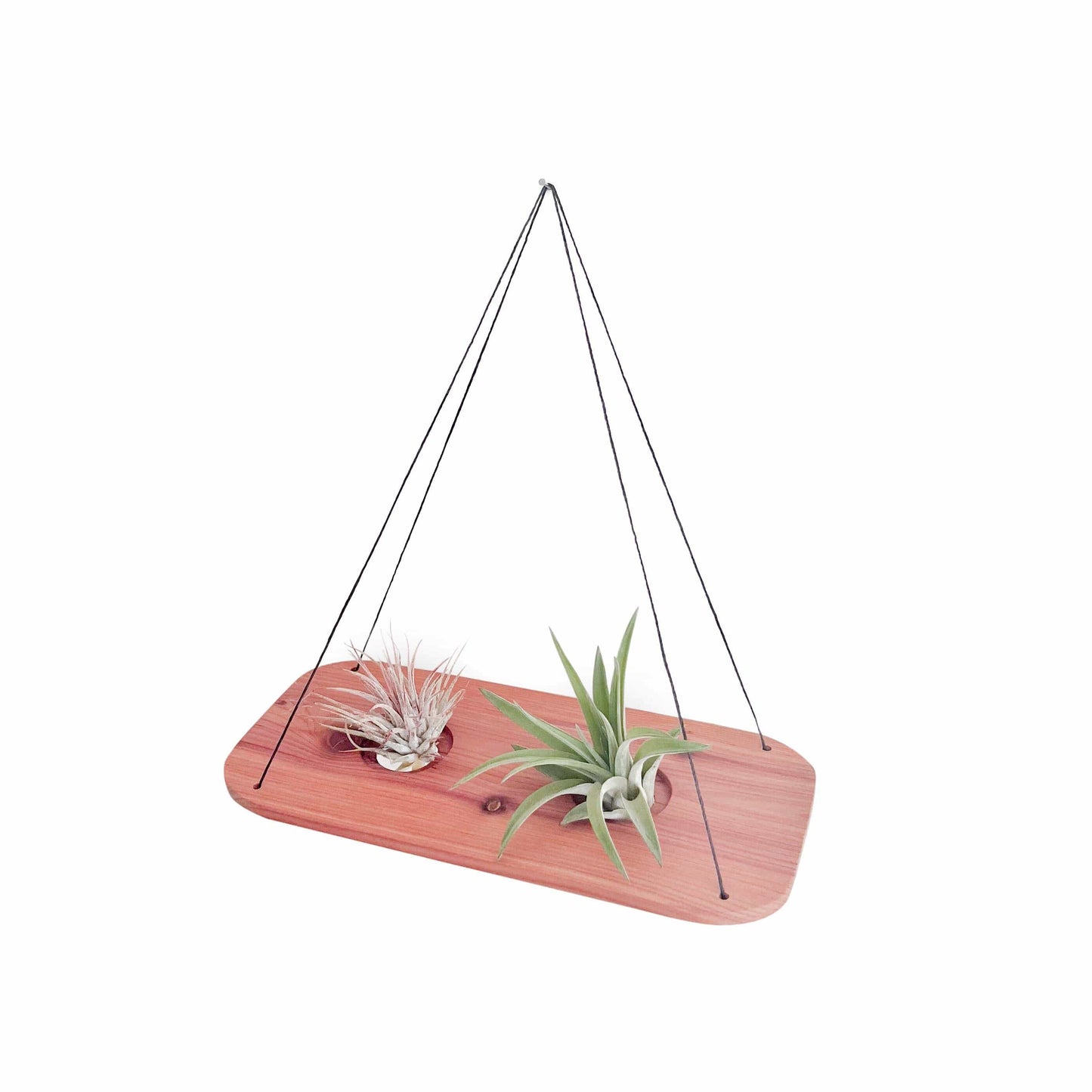 hanging air plant containers Cedar Air Plant Swing Medium